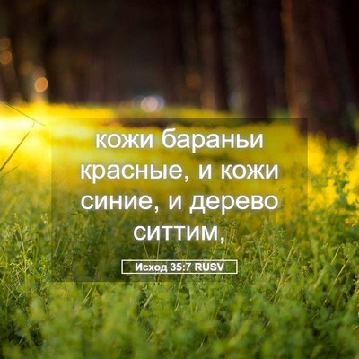 Picture 05 - Исход 35:7 RUSV - кожи бараньи красные, и - Bible Verse Picture