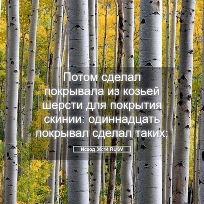 Picture 05 - Исход 36:14 RUSV - Потом сделал покрывала из - Bible Verse Picture