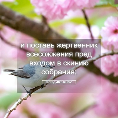 Picture 05 - Исход 40:6 RUSV - и поставь жертвенник - Bible Verse Picture