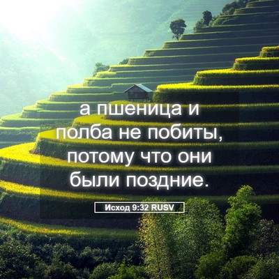 Picture 05 - Исход 9:32 RUSV - а пшеница и полба не - Bible Verse Picture