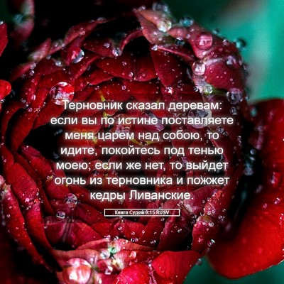 Picture 05 - Книга Судей 9:15 RUSV - Терновник сказал деревам: - Bible Verse Picture