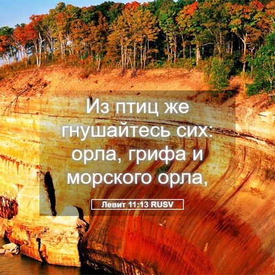 Picture 05 - Левит 11:13 RUSV - Из птиц же гнушайтесь сих: - Bible Verse Picture