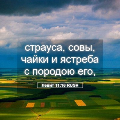 Picture 05 - Левит 11:16 RUSV - страуса, совы, чайки и - Bible Verse Picture