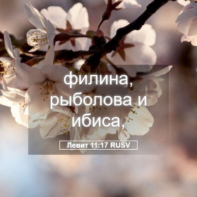 Picture 05 - Левит 11:17 RUSV - филина, рыболова и - Bible Verse Picture