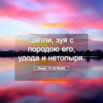 Picture 05 - Левит 11:19 RUSV - цапли, зуя с породою его, - Bible Verse Picture