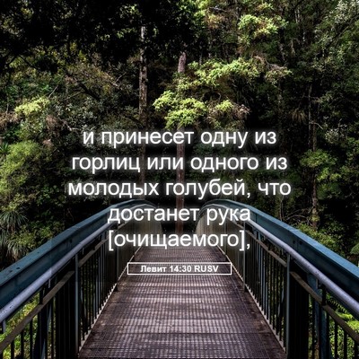 Picture 05 - Левит 14:30 RUSV - и принесет одну из горлиц - Bible Verse Picture