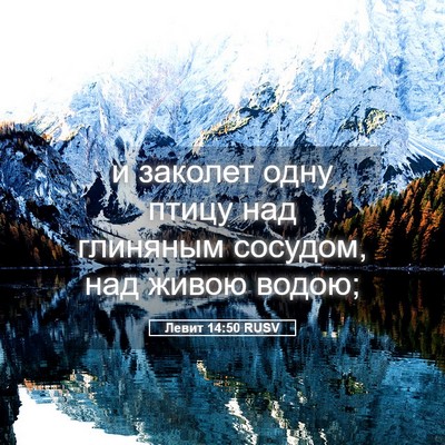 Picture 05 - Левит 14:50 RUSV - и заколет одну птицу над - Bible Verse Picture