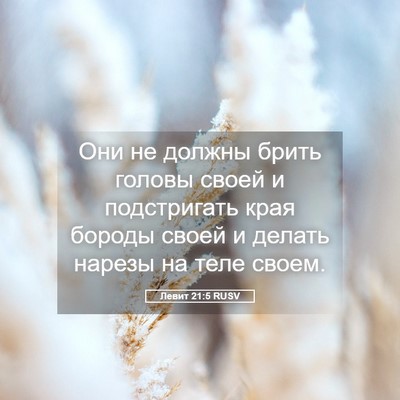 Picture 05 - Левит 21:5 RUSV - Они не должны брить головы - Bible Verse Picture