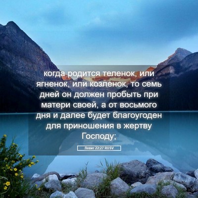 Picture 05 - Левит 22:27 RUSV - когда родится теленок, или - Bible Verse Picture