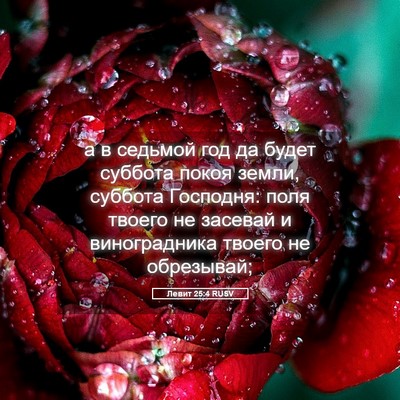 Picture 05 - Левит 25:4 RUSV - а в седьмой год да будет - Bible Verse Picture