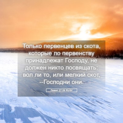 Picture 05 - Левит 27:26 RUSV - Только первенцев из скота, - Bible Verse Picture