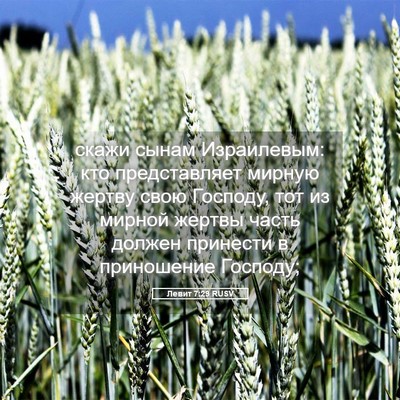 Picture 05 - Левит 7:29 RUSV - скажи сынам Израилевым: - Bible Verse Picture