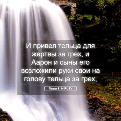 Picture 05 - Левит 8:14 RUSV - И привел тельца для жертвы - Bible Verse Picture