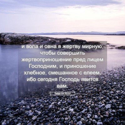 Picture 05 - Левит 9:4 RUSV - и вола и овна в жертву - Bible Verse Picture