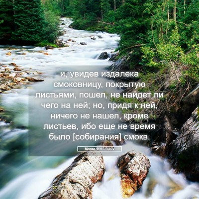 Picture 05 - Марка 11:13 RUSV - и, увидев издалека - Bible Verse Picture