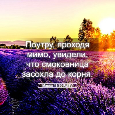 Picture 05 - Марка 11:20 RUSV - Поутру, проходя мимо, - Bible Verse Picture