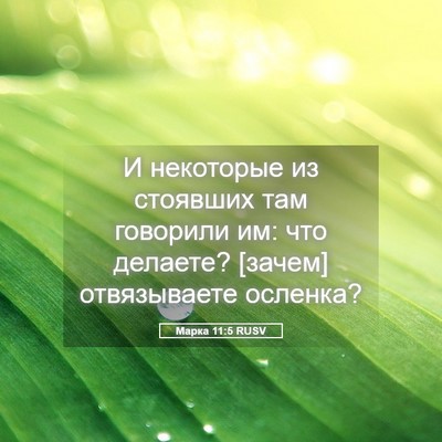 Picture 05 - Марка 11:5 RUSV - И некоторые из стоявших - Bible Verse Picture