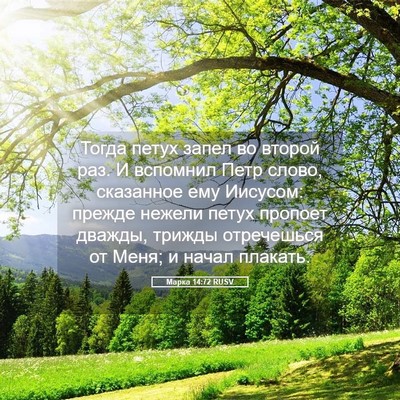 Picture 05 - Марка 14:72 RUSV - Тогда петух запел во - Bible Verse Picture