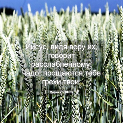 Picture 05 - Марка 2:5 RUSV - Иисус, видя веру их, - Bible Verse Picture