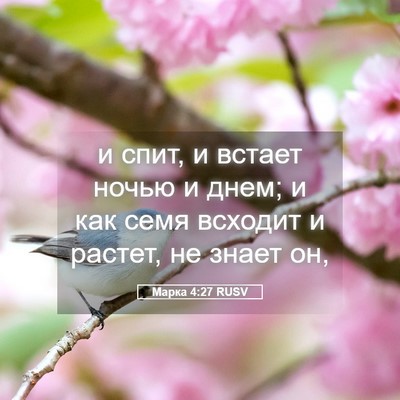 Picture 05 - Марка 4:27 RUSV - и спит, и встает ночью и - Bible Verse Picture