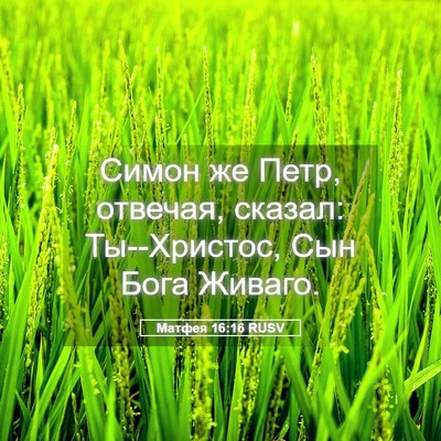 Picture 05 - Матфея 16:16 RUSV - Симон же Петр, отвечая, - Bible Verse Picture