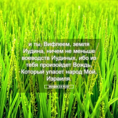 Picture 05 - Матфея 2:6 RUSV - и ты, Вифлеем, земля Иудина, - Bible Verse Picture