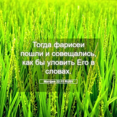 Picture 05 - Матфея 22:15 RUSV - Тогда фарисеи пошли и - Bible Verse Picture