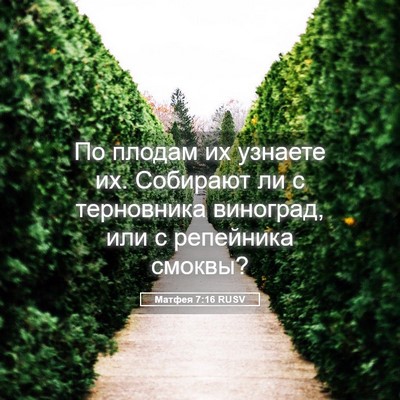 Picture 05 - Матфея 7:16 RUSV - По плодам их узнаете их. - Bible Verse Picture