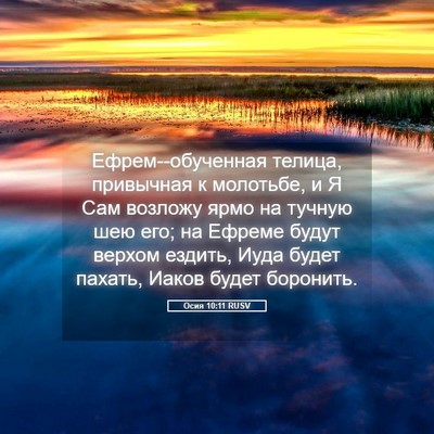 Picture 05 - Осия 10:11 RUSV - Ефрем--обученная телица, - Bible Verse Picture
