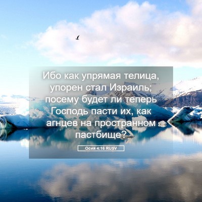 Picture 05 - Осия 4:16 RUSV - Ибо как упрямая телица, - Bible Verse Picture