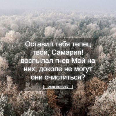 Picture 05 - Осия 8:5 RUSV - Оставил тебя телец твой, - Bible Verse Picture