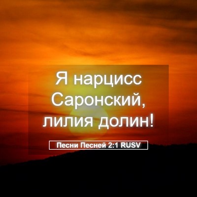 Picture 05 - Песни Песней 2:1 RUSV - Я нарцисс Саронский, лилия - Bible Verse Picture
