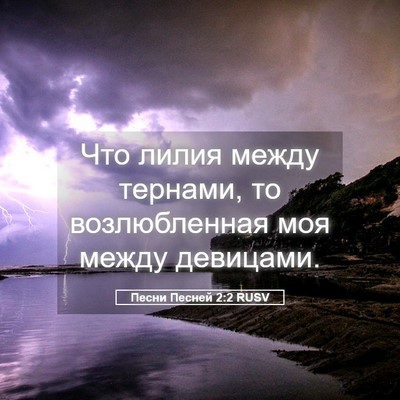 Picture 05 - Песни Песней 2:2 RUSV - Что лилия между тернами, то - Bible Verse Picture