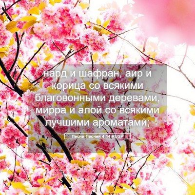 Picture 05 - Песни Песней 4:14 RUSV - нард и шафран, аир и корица - Bible Verse Picture
