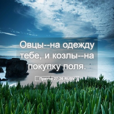 Picture 05 - Притчи 27:26 RUSV - Овцы--на одежду тебе, и - Bible Verse Picture