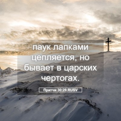 Picture 05 - Притчи 30:28 RUSV - паук лапками цепляется, но - Bible Verse Picture