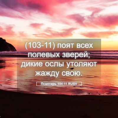 Picture 05 - Псалтирь 104:11 RUSV - (103-11) поят всех полевых - Bible Verse Picture