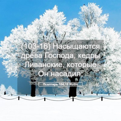 Picture 05 - Псалтирь 104:16 RUSV - (103-16) Насыщаются древа - Bible Verse Picture