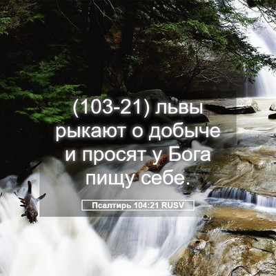 Picture 05 - Псалтирь 104:21 RUSV - (103-21) львы рыкают о добыче и - Bible Verse Picture