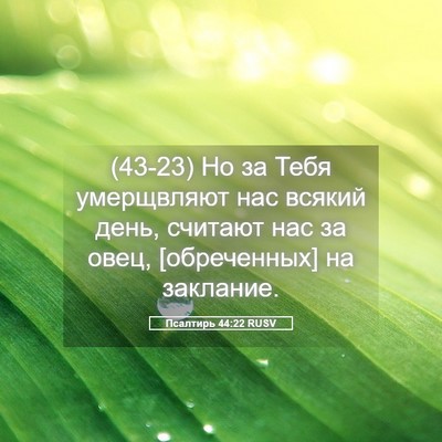 Picture 05 - Псалтирь 44:22 RUSV - (43-23) Но за Тебя умерщвляют - Bible Verse Picture