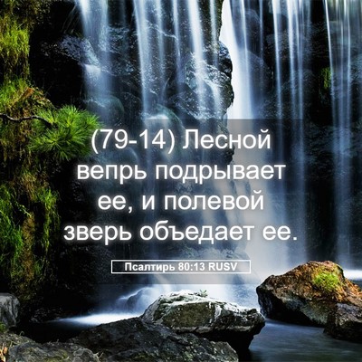 Picture 05 - Псалтирь 80:13 RUSV - (79-14) Лесной вепрь - Bible Verse Picture