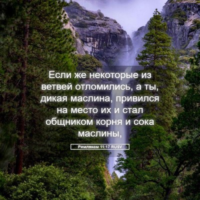 Picture 05 - Римлянам 11:17 RUSV - Если же некоторые из - Bible Verse Picture