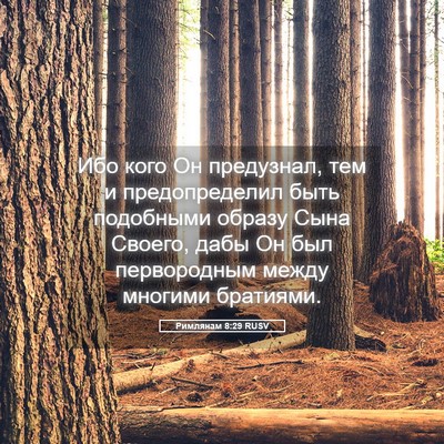Picture 05 - Римлянам 8:29 RUSV - Ибо кого Он предузнал, тем - Bible Verse Picture