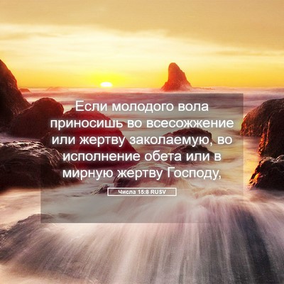 Picture 05 - Числа 15:8 RUSV - Если молодого вола - Bible Verse Picture