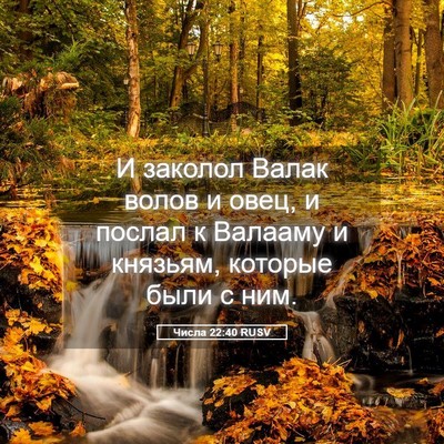 Picture 05 - Числа 22:40 RUSV - И заколол Валак волов и - Bible Verse Picture