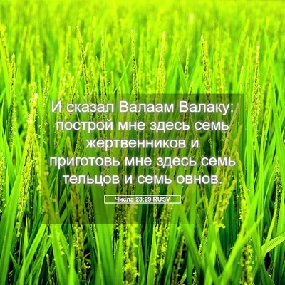 Picture 05 - Числа 23:29 RUSV - И сказал Валаам Валаку: - Bible Verse Picture