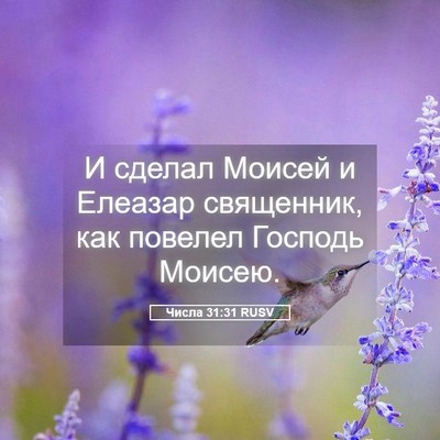 Picture 05 - Числа 31:31 RUSV - И сделал Моисей и Елеазар - Bible Verse Picture