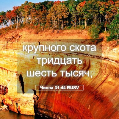 Picture 05 - Числа 31:44 RUSV - крупного скота тридцать - Bible Verse Picture