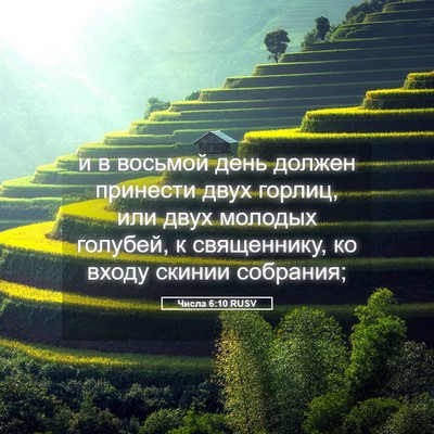 Picture 05 - Числа 6:10 RUSV - и в восьмой день должен - Bible Verse Picture