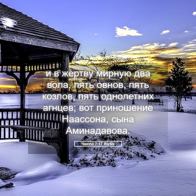 Picture 05 - Числа 7:17 RUSV - и в жертву мирную два вола, - Bible Verse Picture